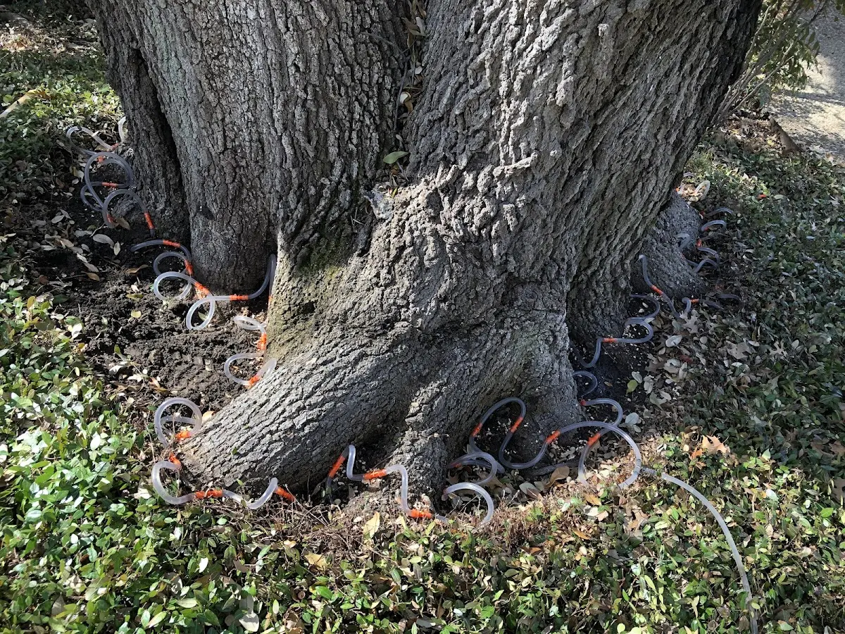 Detailed Tree Cabling and Bracing job site in Boswell