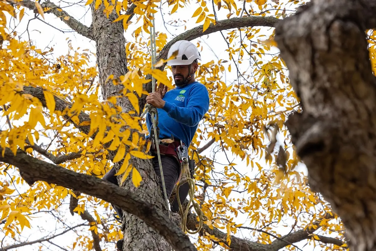 Skilled Tree Pruning crew working in Boswell